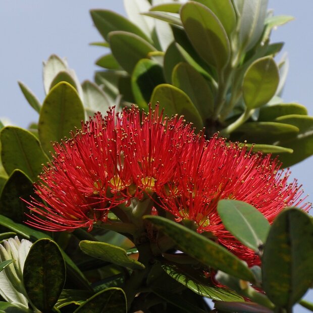 Pohutukawa (Metrosideros excelsa)