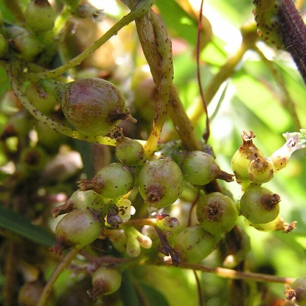 Dodder (Cuscuta lupuliformis)