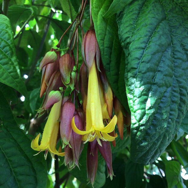 Golden Fuchsia (Deppea splendens)