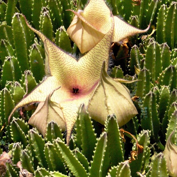 Zulu Giant (Stapelia gigantea)