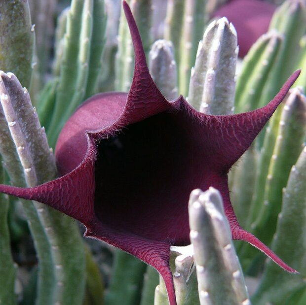 Bell Stapelia (Stapelia leendertziae)