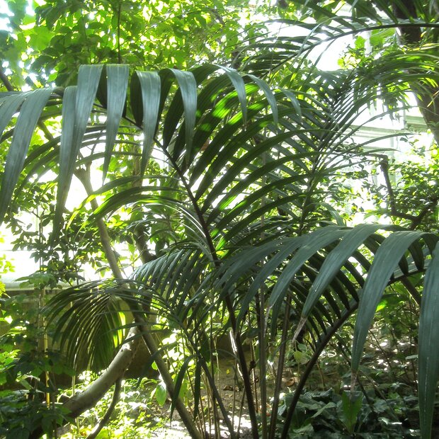 Dwarf Sugar Palm (Arenga engleri)