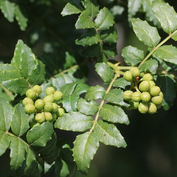 Japanese Pepper (Zanthoxylum piperitum)