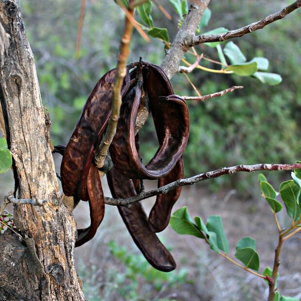 Carob Tree (Ceratonia siliqua)