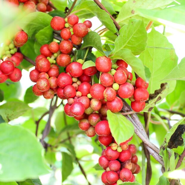 Five-flavour-fruit (Schisandra chinensis)