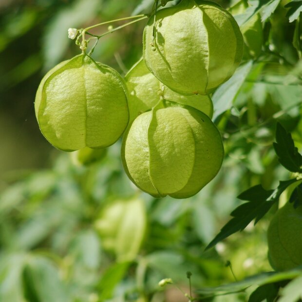 Balloon Plant (Cardiospermum halicacabum)