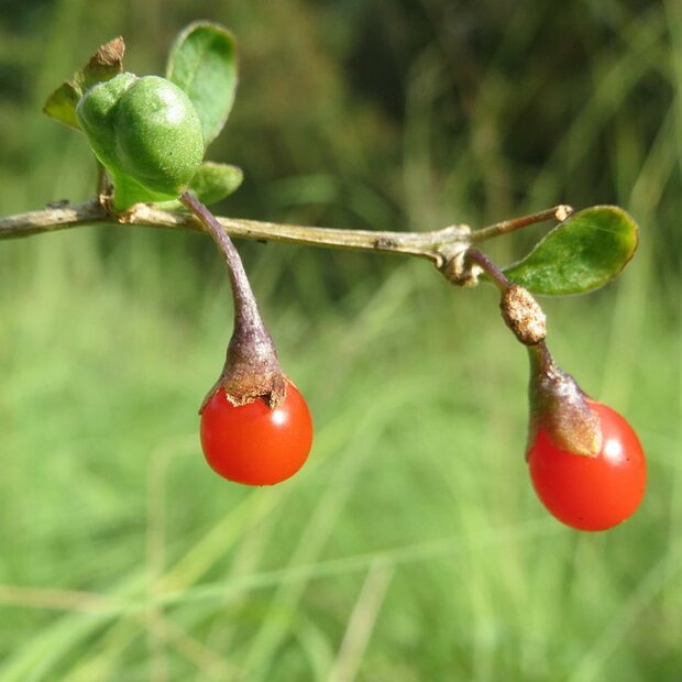 Goji Berry (Lycium barbarum)