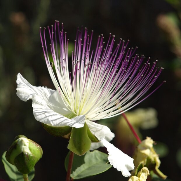 Caper Bush (Capparis spinosa)