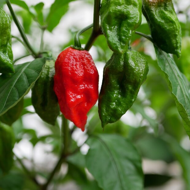 Bhut Jolokia (Capsicum chinense 'Bhut Jolokia')
