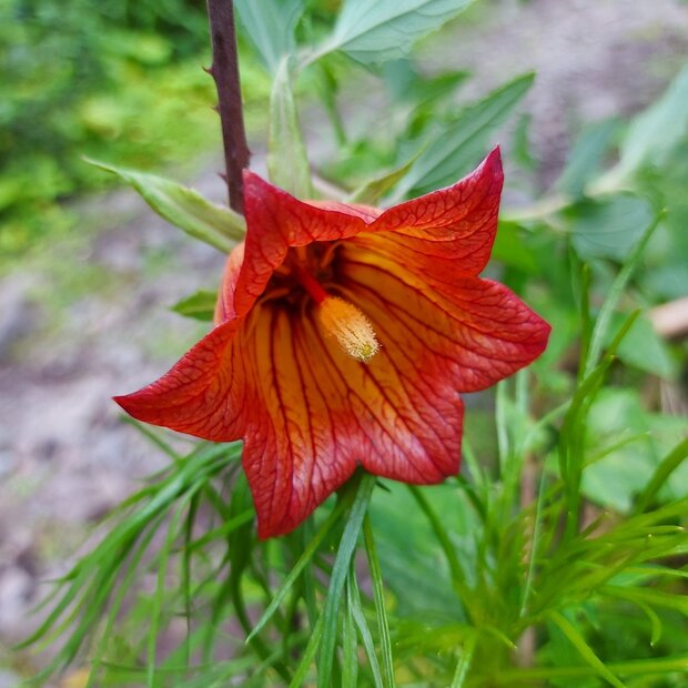 Canary Island Bellflower (Canarina canariensis)
