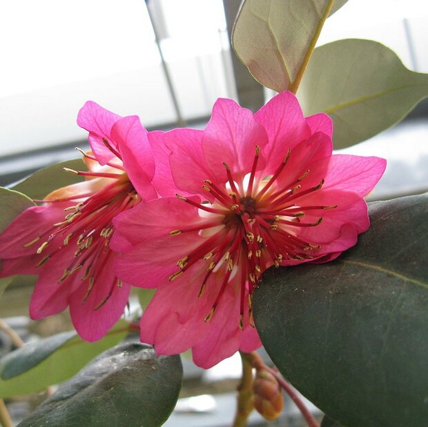 Hong Kong Rose (Rhodoleia championii)