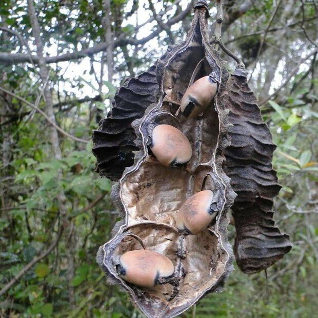 Red Hamburger Bean (Mucuna urens)