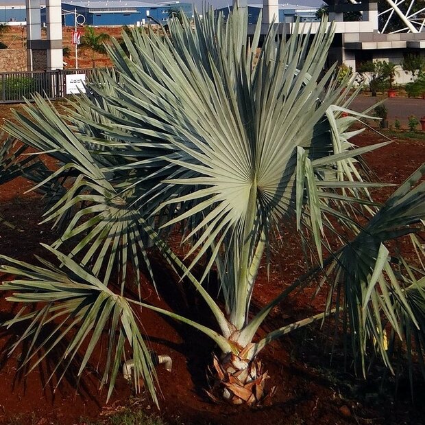 Bismarck Palm (Bismarckia nobilis)
