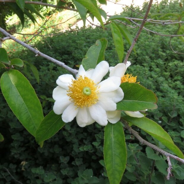 Fried-egg-tree (Oncoba spinosa)