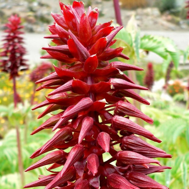 Giant Honey Flower (Melianthus major)