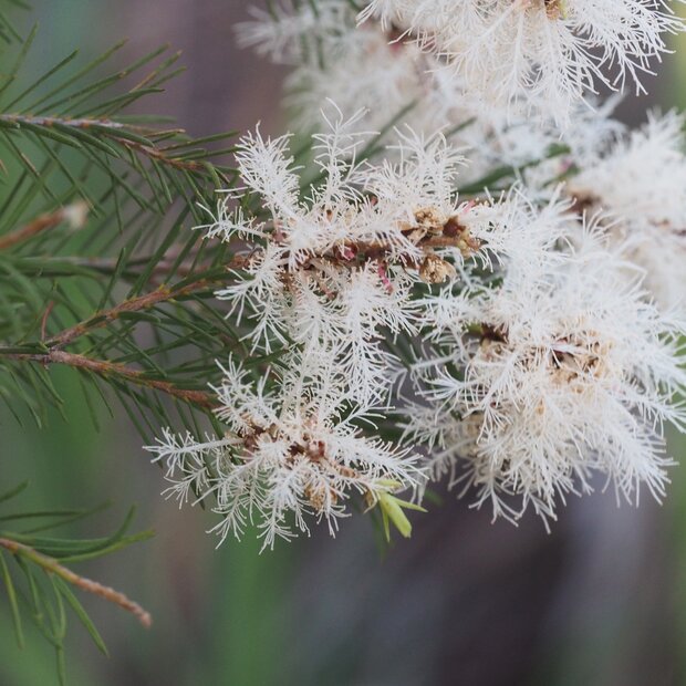 Tea Tree (Melaleuca alternifolia)