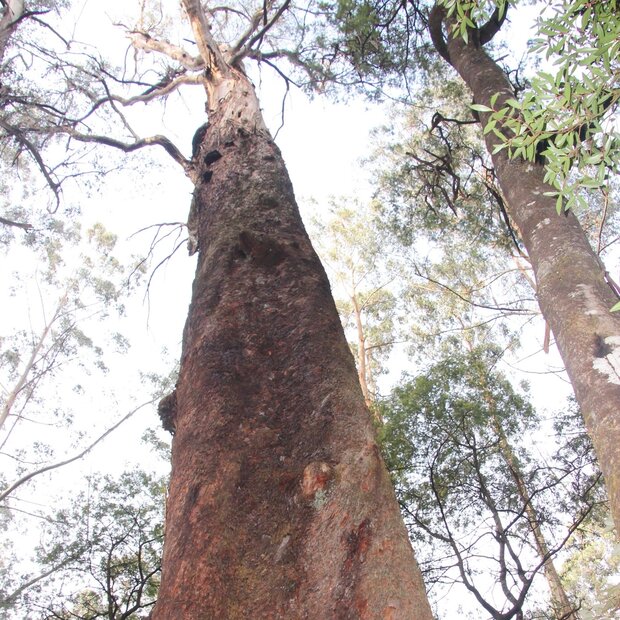 Giant Ash (Eucalyptus regnans)