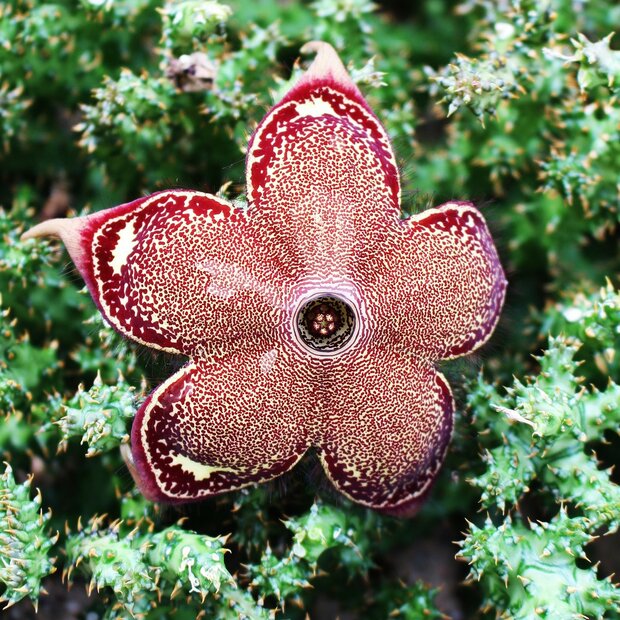 Persian Carpet Flower (Edithcolea grandis)