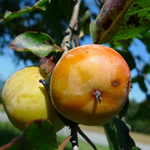 American Persimmon (Diospyros virginiana)