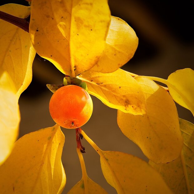 Date Plum (Diospyros lotus)