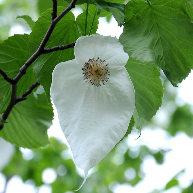 Dove Tree (Davidia involucrata)