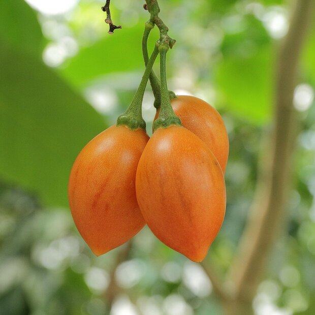 Yellow Tamarillo (Cyphomandra betacea 'yellow')