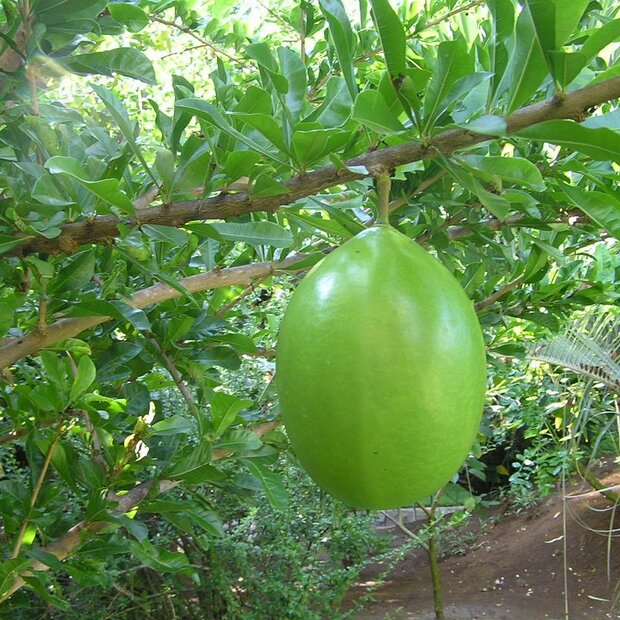 Calabash Tree (Crescentia cujete)