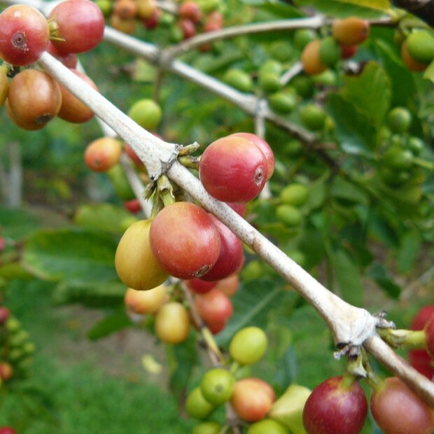 Kona Coffee (Coffea arabica 'Kona')