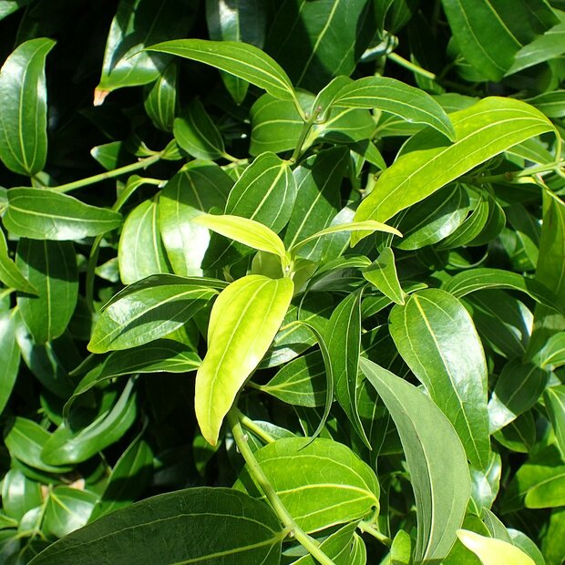 Cinnamon Tree (Cinnamomum zeylanicum)