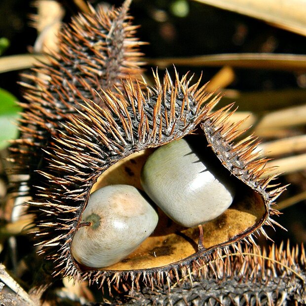 Gray Nickernut (Caesalpinia bonduc)