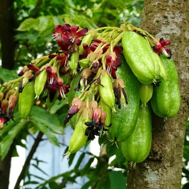 Bilimbi (Averrhoa bilimbi)