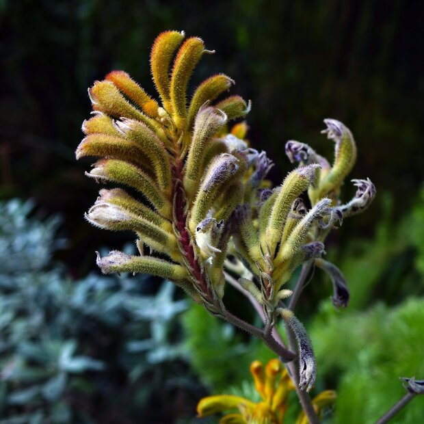 Yellow Kangaroo Paw (Anigozanthos flavidus 'Yellow')
