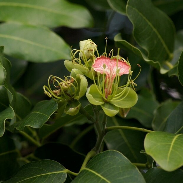 Pod Mahogany (Afzelia quanzensis)