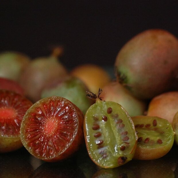 Red Kiwi (Actinidia purpurea)
