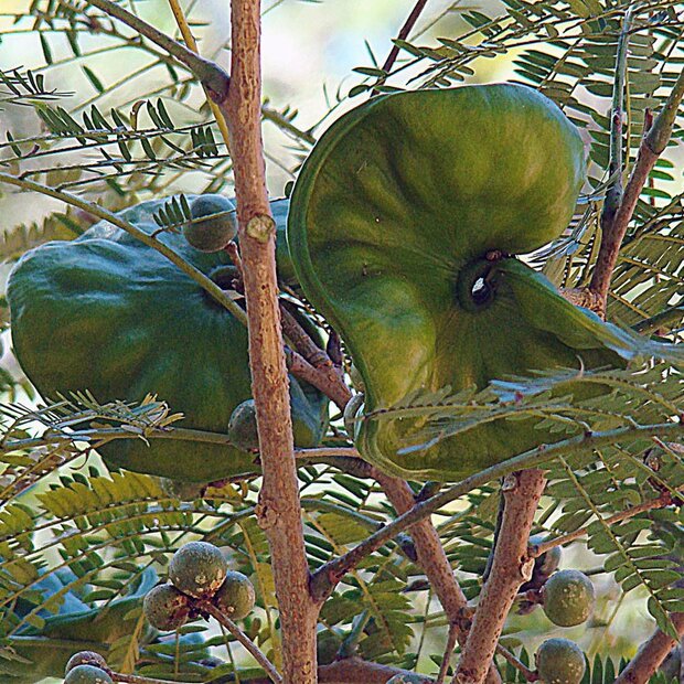 Elephant-ear Tree (Enterolobium cyclocarpum)