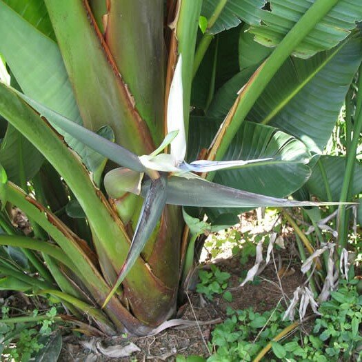 Mountain Strelitzia (Strelitzia caudata)