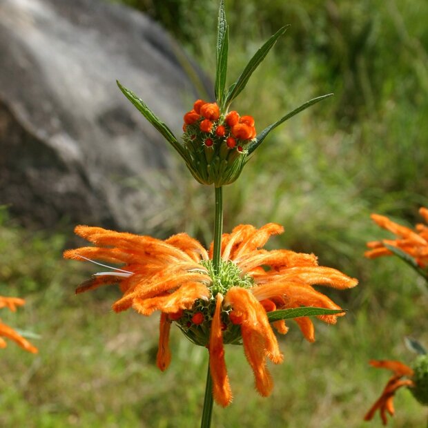 Lion's Tail (Leonotis leonurus)