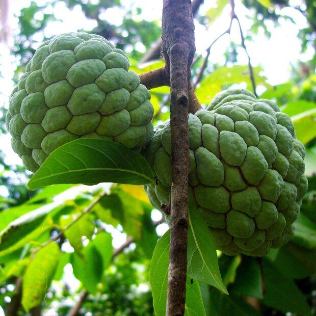 Sugar Apple (Annona squamosa)