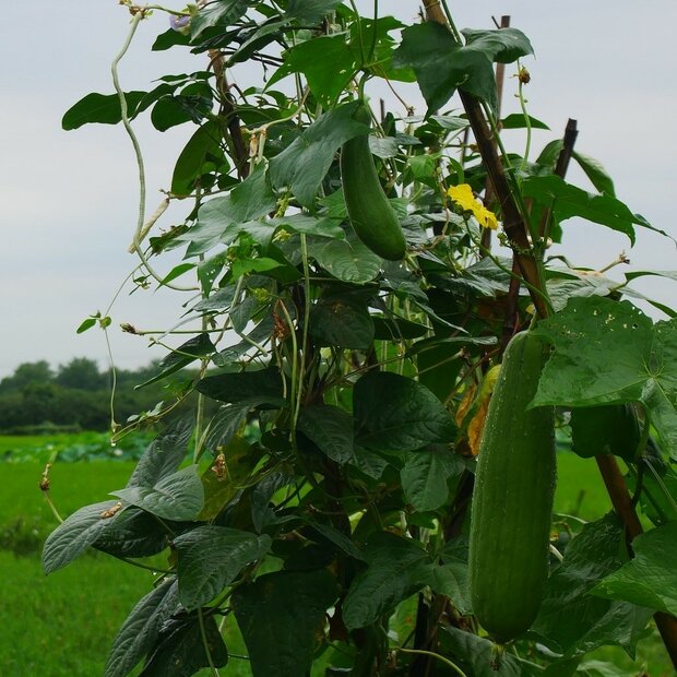 Sponge Gourd (Luffa cylindrica)
