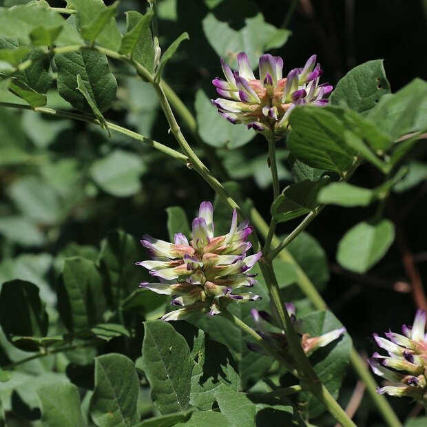Chinese Liquorice (Glycyrrhiza uralensis)