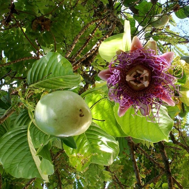 Giant Granadilla (Passiflora quadrangularis)