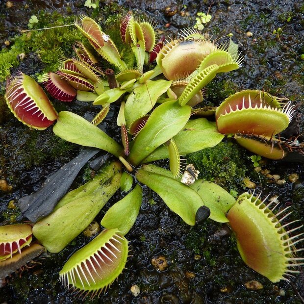 Venus Flytrap (Dionaea muscipula)