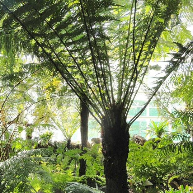 Golden Tree Fern (Dicksonia fibrosa)