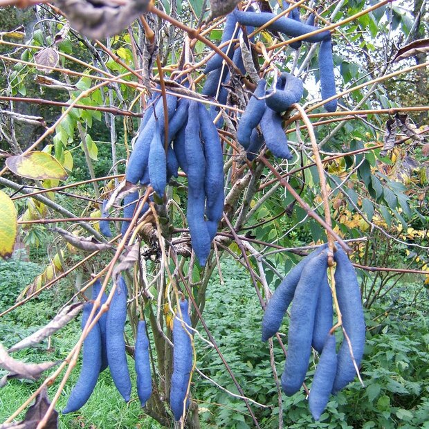 Blue Sausage Shrub (Decaisnea fargesii)