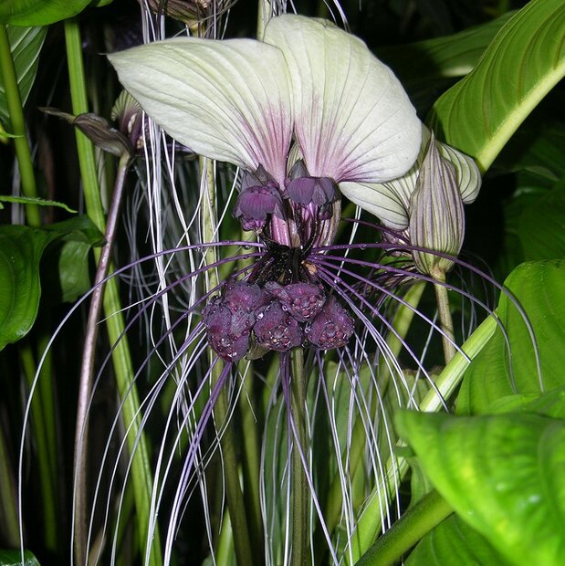 White Batflower (Tacca integrifolia)