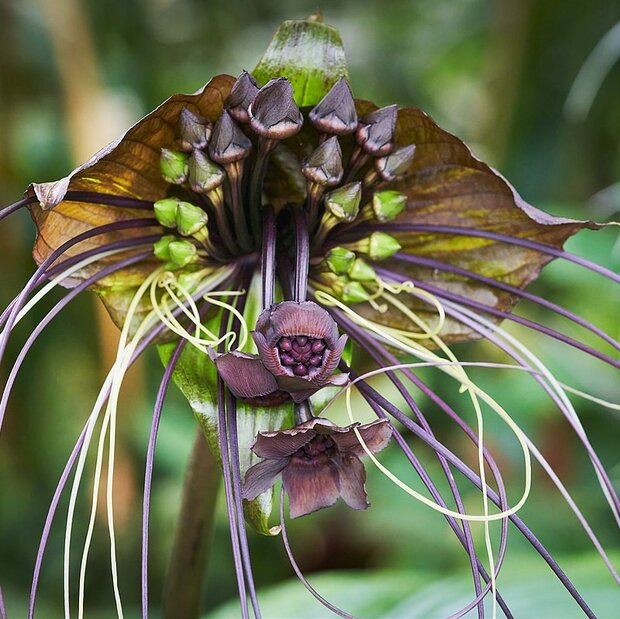 Black Batflower (Tacca chantrieri)