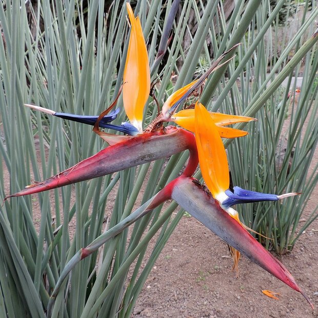 Narrow-leaved Bird of Paradise Flower (Strelitzia juncea)
