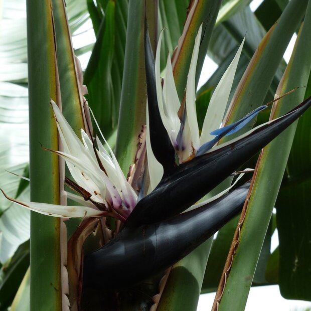 Giant White Bird of Paradise Flower (Strelitzia nicolai)