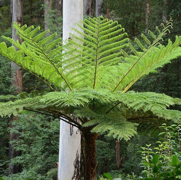 Australian Tree Fern (Cyathea cooperi)