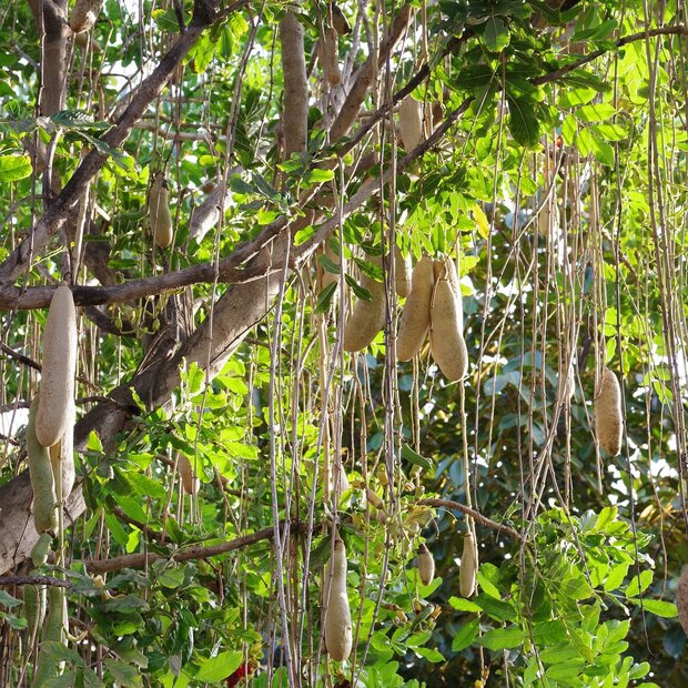 Sausage Tree (Kigelia africana)